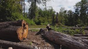 Professional Tree Removal in Spencer, TN