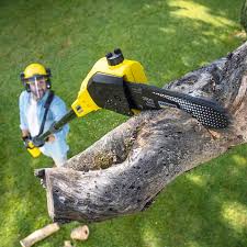 Best Fruit Tree Pruning  in Spencer, TN