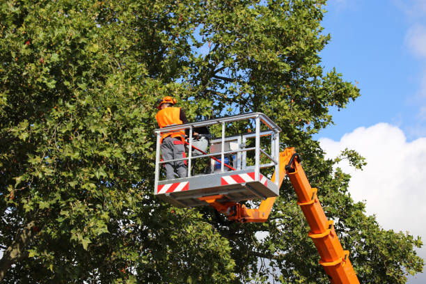 How Our Tree Care Process Works  in  Spencer, TN