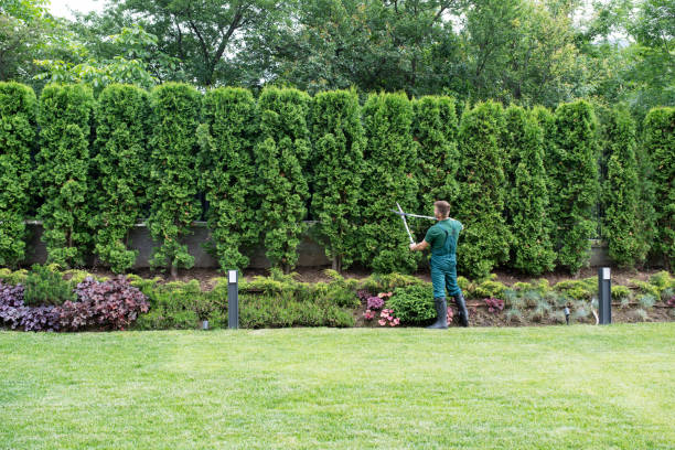 Best Root Management and Removal  in Spencer, TN